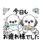 シーズーさん達 2025 「花と丁寧語」（個別スタンプ：18）