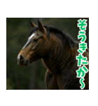 俺達の馬熊スタンプ（個別スタンプ：2）