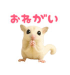 白い系フクモモスタンプ（個別スタンプ：2）