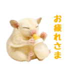 白い系フクモモスタンプ（個別スタンプ：8）