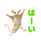 白い系フクモモスタンプ（個別スタンプ：10）