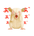 白い系フクモモスタンプ（個別スタンプ：14）
