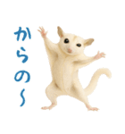白い系フクモモスタンプ（個別スタンプ：19）