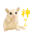 白い系フクモモスタンプ（個別スタンプ：28）