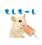 白い系フクモモスタンプ（個別スタンプ：29）