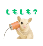 白い系フクモモスタンプ（個別スタンプ：30）
