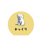 かわいい猫であいさつ（個別スタンプ：15）