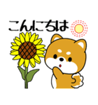 飛び出す！豆柴「夏を感じる」（個別スタンプ：3）