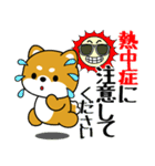 飛び出す！豆柴「夏を感じる」（個別スタンプ：11）
