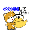 飛び出す！豆柴「夏を感じる」（個別スタンプ：12）