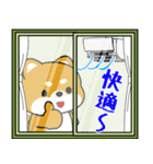 飛び出す！豆柴「夏を感じる」（個別スタンプ：19）