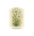 高山花シリーズ:Alpine Flowers（個別スタンプ：1）
