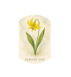 高山花シリーズ:Alpine Flowers（個別スタンプ：3）