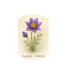 高山花シリーズ:Alpine Flowers（個別スタンプ：6）