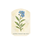 高山花シリーズ:Alpine Flowers（個別スタンプ：8）