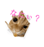 マシューとシャノン（個別スタンプ：5）