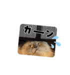 マシューとシャノン（個別スタンプ：12）