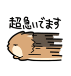 ぽんずぽんぽんポメラニアン2（個別スタンプ：11）