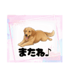 『ゴールデンレトリバー』のスタンプ（個別スタンプ：13）