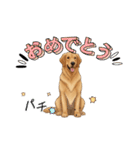 『ゴールデンレトリバー』のスタンプ（個別スタンプ：15）