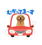 『ゴールデンレトリバー』のスタンプ（個別スタンプ：16）
