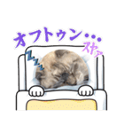 ジロにゃんこ（個別スタンプ：1）