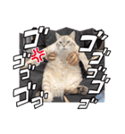 ジロにゃんこ（個別スタンプ：2）