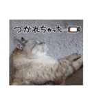 ジロにゃんこ（個別スタンプ：3）