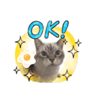 ジロにゃんこ（個別スタンプ：5）