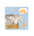 ジロにゃんこ（個別スタンプ：8）