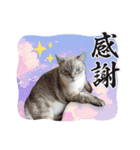 ジロにゃんこ（個別スタンプ：11）
