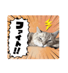 ジロにゃんこ（個別スタンプ：13）