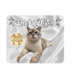 ジロにゃんこ（個別スタンプ：15）