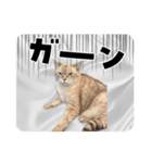 ジロにゃんこ（個別スタンプ：16）
