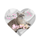 ジロにゃんこ（個別スタンプ：17）