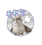 ジロにゃんこ（個別スタンプ：18）