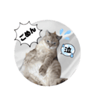 ジロにゃんこ（個別スタンプ：19）