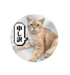 ジロにゃんこ（個別スタンプ：21）