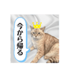 ジロにゃんこ（個別スタンプ：22）
