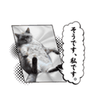 ジロにゃんこ（個別スタンプ：23）