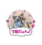 ジロにゃんこ（個別スタンプ：25）