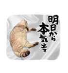 ジロにゃんこ（個別スタンプ：26）