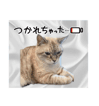 ジロにゃんこ（個別スタンプ：28）