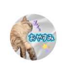 ジロにゃんこ（個別スタンプ：30）
