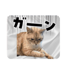 ジロにゃんこ（個別スタンプ：31）