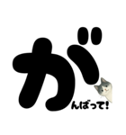 元気★白黒ねこのエールスタンプ（個別スタンプ：1）