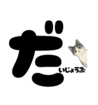 元気★白黒ねこのエールスタンプ（個別スタンプ：5）