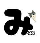 元気★白黒ねこのエールスタンプ（個別スタンプ：38）
