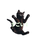 くろ猫感情（個別スタンプ：10）