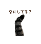 大好きな恋人に嫉妬するキジトラ猫のしっぽ（個別スタンプ：8）